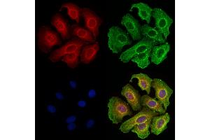 ABIN7094516 and ABIN7098565 staining Hela cells by IF/ICC.