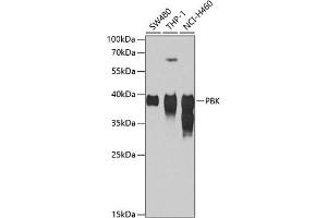 Western blot analysis of extracts of various cell lines, using PBK antibody (ABIN1682870, ABIN3019240, ABIN3019241 and ABIN6220784) at 1:1000 dilution. (PBK anticorps  (AA 1-322))