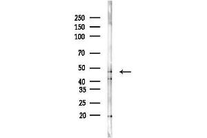 anti-Dermokine (DMKN) (C-Term) antibody