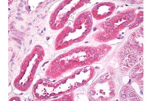 Anti-EIF3G antibody IHC of human kidney.