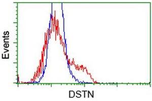 HEK293T cells transfected with either RC203419 overexpress plasmid (Red) or empty vector control plasmid (Blue) were immunostained by anti-DSTN antibody (ABIN2454399), and then analyzed by flow cytometry. (Destrin anticorps)