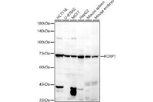 Western blot analysis of extracts of various cell lines, using FOXP1 antibody (ABIN6133710, ABIN6140758, ABIN6140760 and ABIN6216414) at 1:500 dilution.