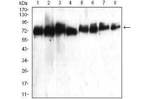 Western blot analysis using ATG16L1 mouse mAb against Hela (1), Raji (2), PANC-1 (3), Jurkat (4), PC-12 (5), HepG2 (6), Hek293 (7), and NIH3T3 (8) cell lysate.