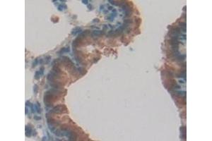 Figure. (Caspase 12 anticorps  (AA 1-244))