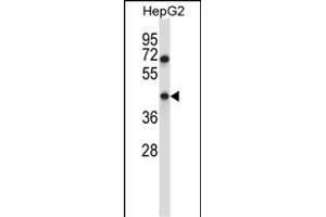 TMEM49 Antibody (C-term) (ABIN657482 and ABIN2846509) western blot analysis in HepG2 cell line lysates (35 μg/lane). (VMP1 anticorps  (AA 377-406))