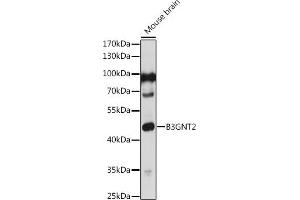 Western blot analysis of extracts of Mouse brain, using B3GNT2 antibody (ABIN7271203) at 1:1000 dilution. (B3GNT2 anticorps)
