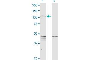 Western Blot analysis of PCDHGC5 expression in transfected 293T cell line by PCDHGC5 monoclonal antibody (M08), clone 3A6.
