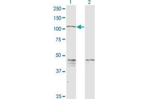 Western Blot analysis of PCDHGC5 expression in transfected 293T cell line by PCDHGC5 monoclonal antibody (M08), clone 3A6. (PCDHGC5 anticorps  (AA 467-575))