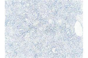 (ABIN185248) Negative Control showing staining of paraffin embedded Human Kidney, with no primary antibody.