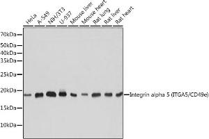 Western blot analysis of extracts of various cell lines, using Integrin alpha 5 (ITG/CD49e) (ITG/CD49e) antibody (ABIN7267936) at 1:1000 dilution. (ITGA5 anticorps)