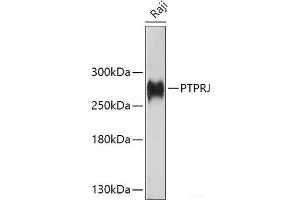 Western blot analysis of extracts of Raji cells using PTPRJ Polyclonal Antibody at dilution of 1:1000. (PTPRJ anticorps)