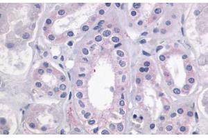 Anti-LPAR4 / GPR23 antibody  ABIN1049015 IHC staining of human kidney. (LPAR4 anticorps  (Cytoplasmic Domain))