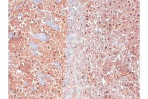 Immunohistochemistry analysis using Mouse Anti-KCNQ4 Monoclonal Antibody, Clone S43-6 .