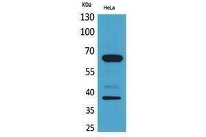 Western Blotting (WB) image for anti-CD226 (CD226) (Internal Region) antibody (ABIN6287314)
