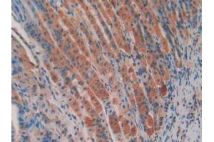 IHC-P analysis of Mouse Stomach Tissue, with DAB staining. (APC anticorps  (AA 2636-2845))