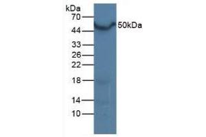 Detection of LXRa in Mouse Liver Tissue using Polyclonal Antibody to Liver X Receptor Alpha (LXRa) (NR1H3 anticorps  (AA 93-432))