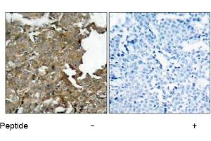 Image no. 1 for anti-Cofilin 1 (CFL1) (AA 1-5), (N-Term) antibody (ABIN197372) (Cofilin anticorps  (N-Term))