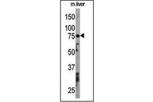 Western blot analysis using ATG7 Antibody  to detect APG7L in Mouse liver tissue lysate. (ATG7 anticorps  (AA 501-531))