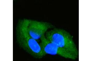 IF analysis of SFRP2 using anti-SFRP2 antibody (ABIN7603133).
