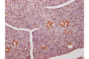 IHC image of ABIN7143869 diluted at 1:500 and staining in paraffin-embedded human pancreas tissue performed on a Leica BondTM system.