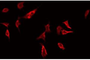 ABIN6272414 staining Hela by IF/ICC. (RHOG anticorps  (Internal Region))
