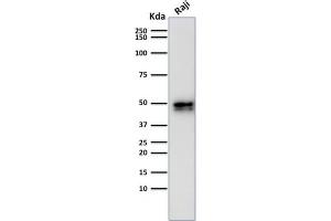 Western Blot Analysis of Raji cell lysate using CD79a Rabbit Recombinant Monoclonal Antibody (IGA/1790).