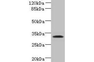Western blot All lanes: TSPAN5 antibody at 1. (Tetraspanin 5 anticorps  (AA 114-232))
