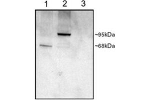 Image no. 2 for anti-phosphodiesterase 4D, cAMP-Specific (PDE4D) (C-Term) antibody (ABIN374635) (PDE4D anticorps  (C-Term))