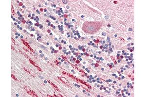 Anti-NPTX1 / NP1 antibody IHC staining of human brain, cerebellum. (NPX1 anticorps  (AA 197-211))