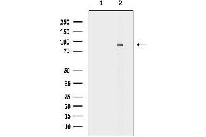 Western blot analysis of lysates from RAW264.