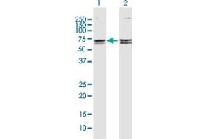 Western Blot analysis of CACNB3 expression in transfected 293T cell line by CACNB3 MaxPab polyclonal antibody. (CACNB3 anticorps  (AA 1-484))