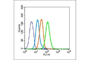 MCF-7 cells probed with Estrogen Receptor alpha Antibody, unconjugated  at 1:100 dilution for 30 minutes compared to control cells (blue) and isotype control (orange) (Estrogen Receptor alpha anticorps  (AA 331-360))