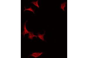 ABIN6275204 staining Hela by IF/ICC. (LRG1 anticorps  (C-Term))