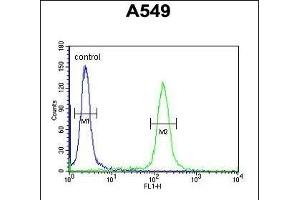 KLHL9 Antibody (Center) (ABIN651366 and ABIN2840204) flow cytometric analysis of A549 cells (right histogram) compared to a negative control cell (left histogram). (KLHL9 anticorps  (AA 299-326))