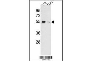 Western blot analysis of EEF1A1/ EEF1A2 Antibody in Y79, T47D cell line lysates (35ug/lane). (EEF1A2 anticorps  (AA 46-72))