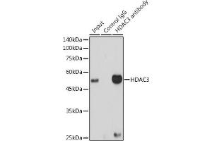 Immunoprecipitation analysis of 300 μg extracts of HeLa cells using 3 μg HD antibody .