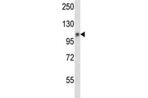 Jak1 antibody western blot analysis in mouse NIH3T3 lysate.