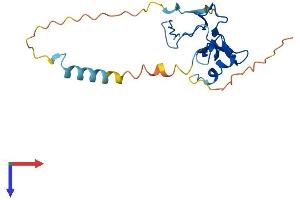 AlphaFold protein structure predicition of Human Recombinant POMZP3 Protein, UniprotID Q6PJE2