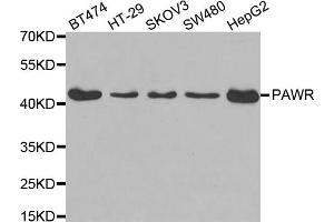Western blot analysis of extracts of various cell lines, using PAWR antibody. (PAWR anticorps)