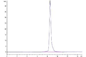 The purity of Biotinylated Human NKG2A is greater than 95 % as determined by SEC-HPLC.