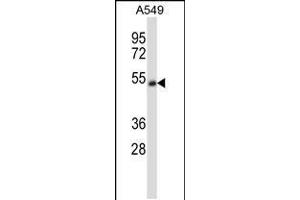 Western blot analysis in A549 cell line lysates (35ug/lane). (CHRNA5 anticorps  (AA 187-216))