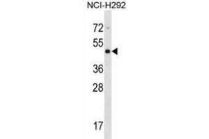 Western Blotting (WB) image for anti-Cytohesin 4 (CYTH4) antibody (ABIN2998789) (Cytohesin 4 anticorps)