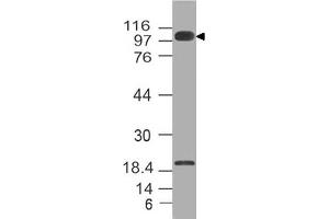 Image no. 1 for anti-Furin (Paired Basic Amino Acid Cleaving Enzyme) (FURIN) (AA 602-791) antibody (ABIN5027211) (FURIN anticorps  (AA 602-791))
