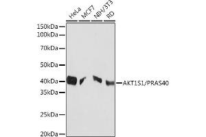 Western blot analysis of extracts of various cell lines, using S1/S1/PR Rabbit mAb (ABIN1683202, ABIN3017773, ABIN3017774 and ABIN7101524) at 1:1000 dilution. (PRAS40 anticorps)