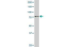 SMURF1 monoclonal antibody (M01), clone 1D7.