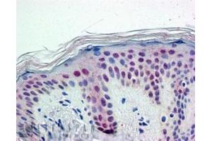 ABIN185079 (5 µg/mL) staining of paraffin embedded Human Skin. (PTBP1 anticorps  (N-Term))