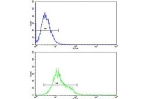 ULK1 antibody flow cytometric analysis of K562 cells (green) compared to a negative control (blue).