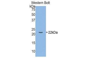 Western Blotting (WB) image for anti-Interleukin 1, beta (IL1B) (AA 118-269) antibody (ABIN3208367) (IL-1 beta anticorps  (AA 118-269))