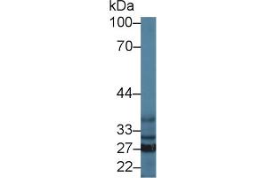 Western Blot; Sample: Mouse Liver lysate; Primary Ab: 1µg/ml Rabbit Anti-Mouse SFXN1 Antibody Second Ab: 0.