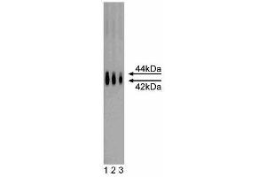 Western blot analysis of ERK1 on a rat cerebrum lysate. (ERK1 anticorps  (AA 325-345))